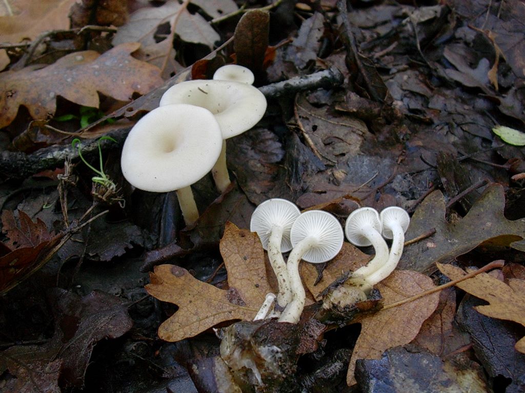 1829 Novembre vecchio ritrovamento